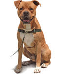 Dog Leads