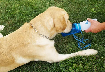 Portable Pet Water Bottle and Drinking Bowl